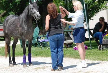 Halter Training