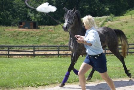 Halter Training