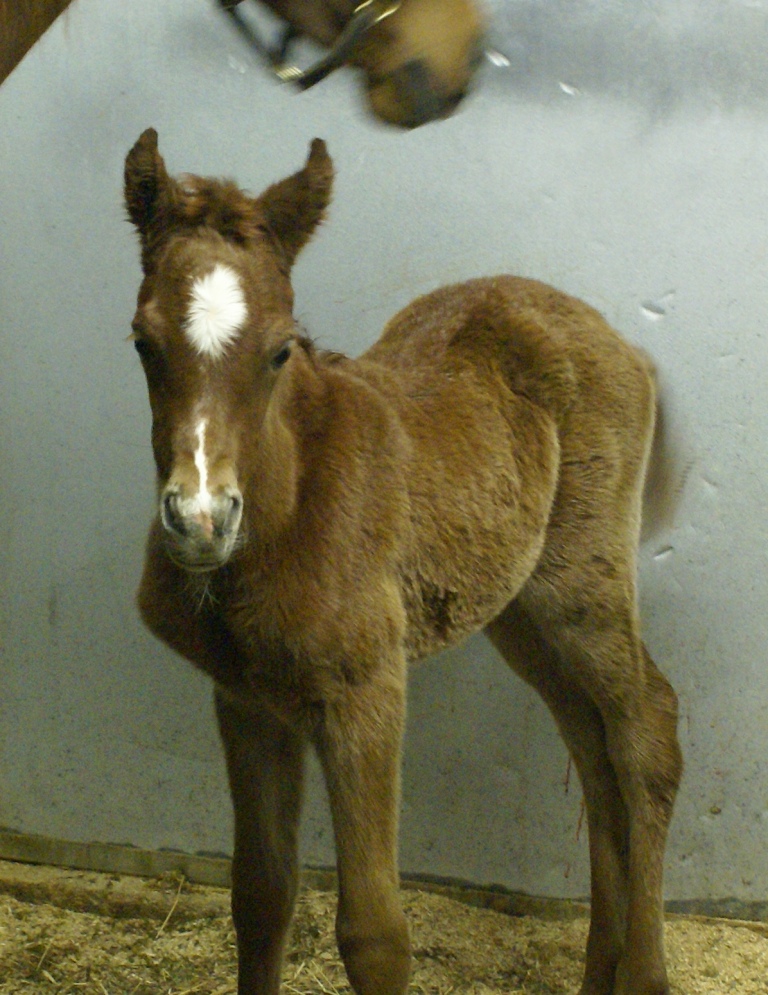 Bint Bint Shahsria Filly