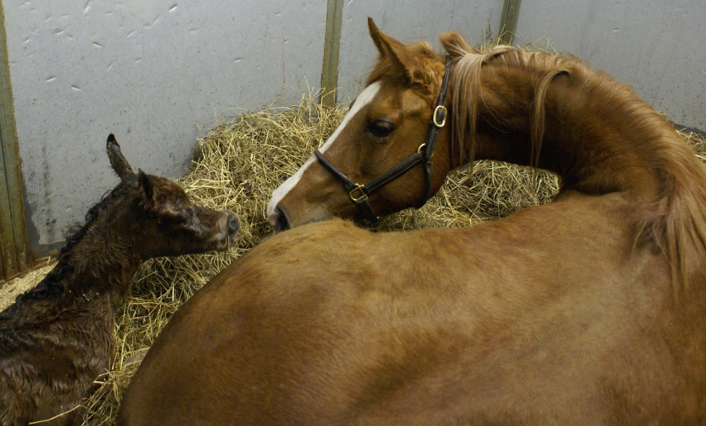 Dee's Filly