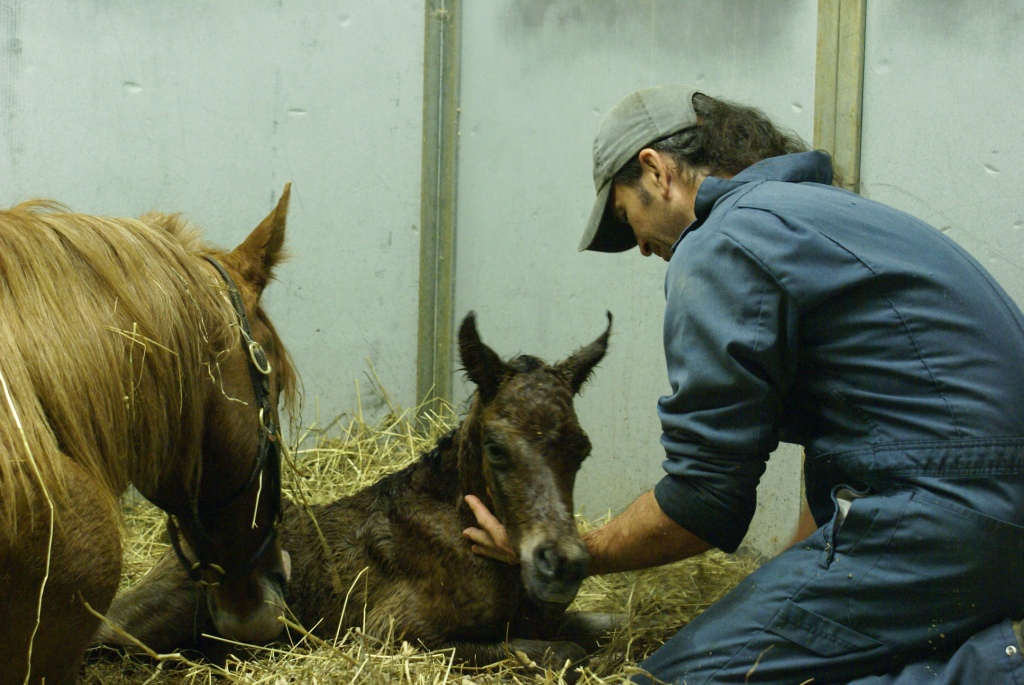 Dee's Filly