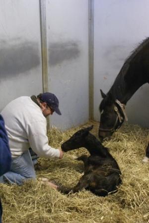Luckie's Filly