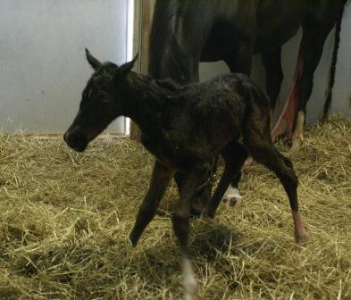 Luckie's Filly