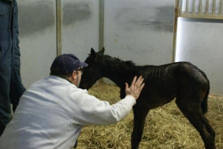 Luckie's Filly