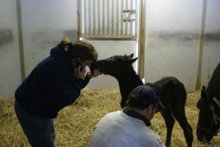 Luckie's Filly