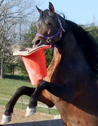 Magic Playing