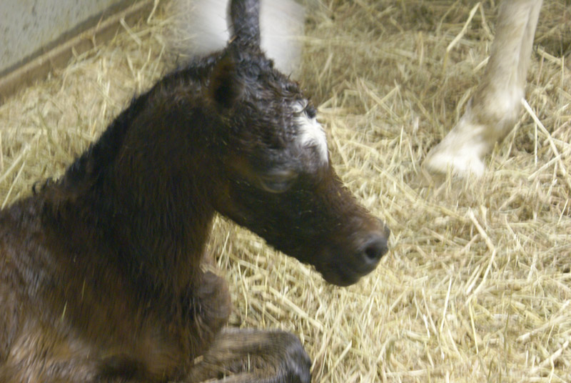 Majiida Filly