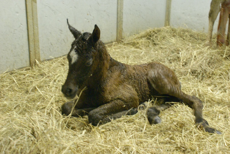 Majiida Filly
