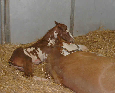 Scarlet Colt
