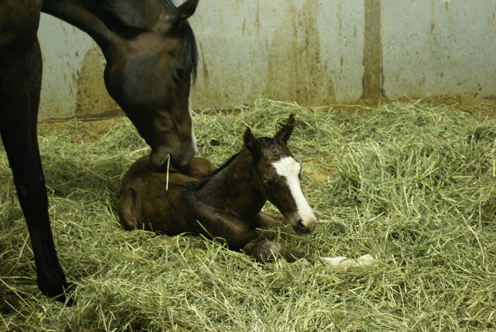 Monica's Filly