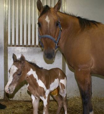 Sierra's Filly