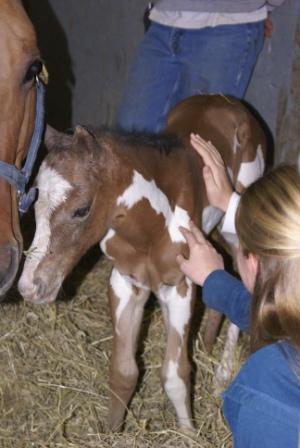 Sierra's Filly