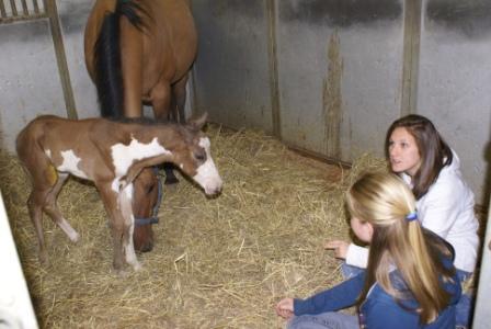 Sierra's Filly