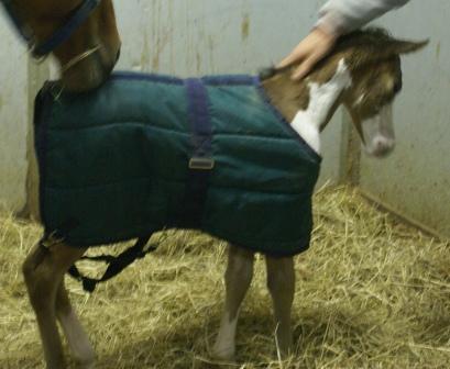 Sierra's Filly