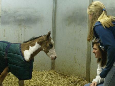 Sierra's Filly