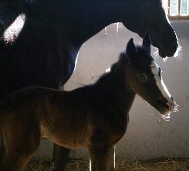 Sufi's Filly