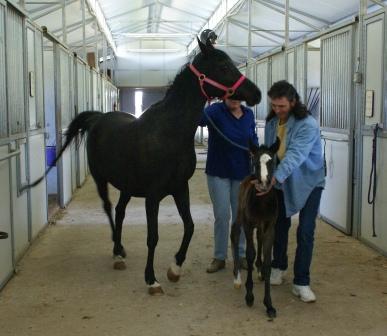 Sufi's Filly