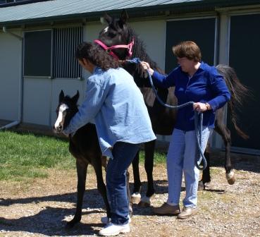 Sufi's Filly