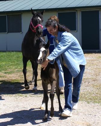 Sufi's Filly