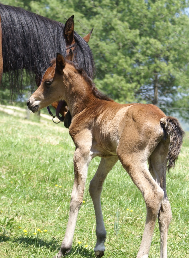 Callie Filly