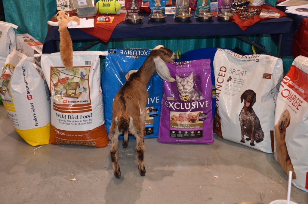 Pet Expo