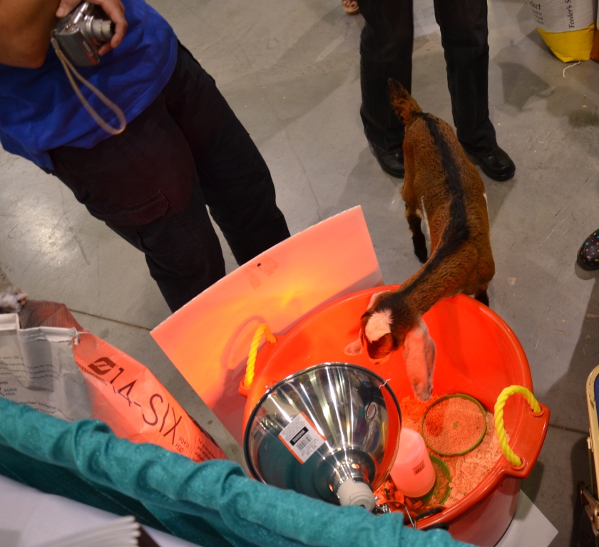 Pet Expo