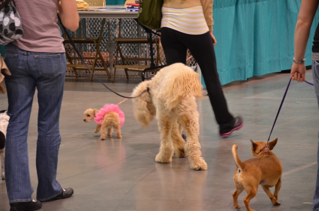 Pet Expo