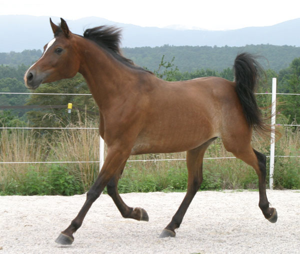 Phaedra