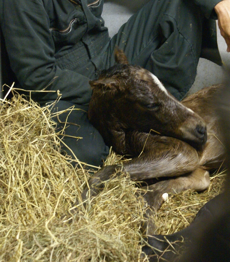 2011 Savvy Colt