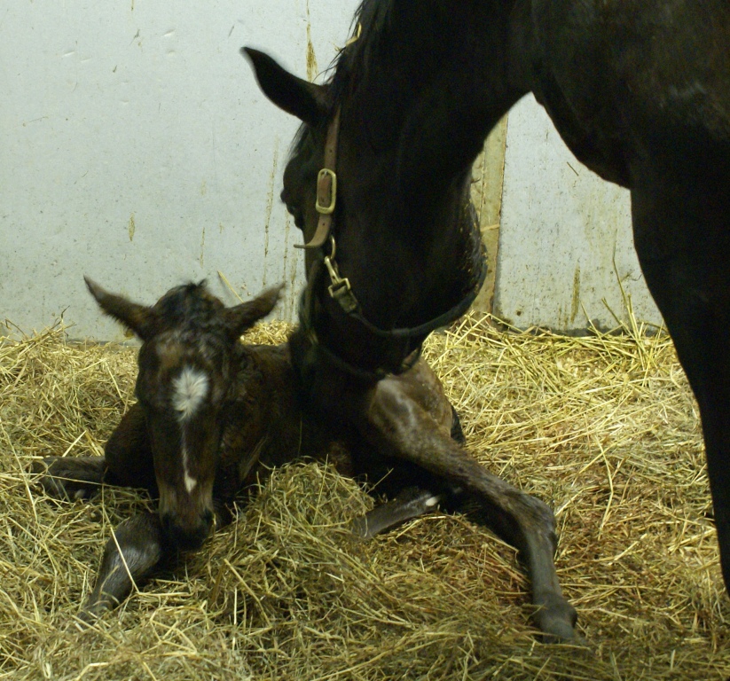 2011 Savvy Colt
