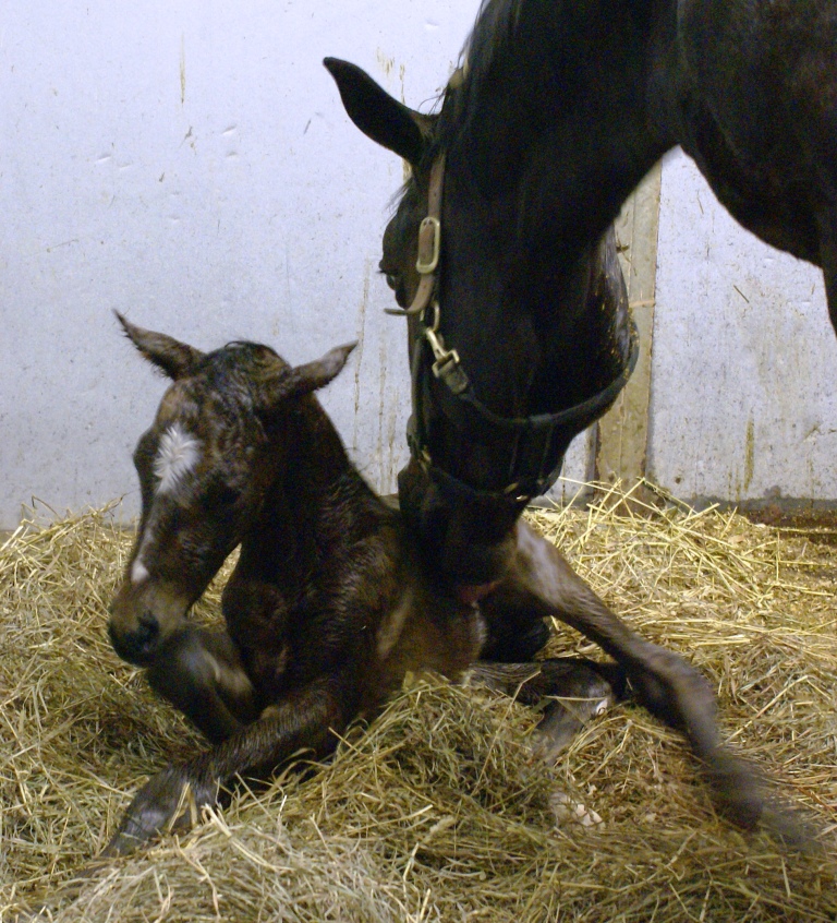 2011 Savvy Colt