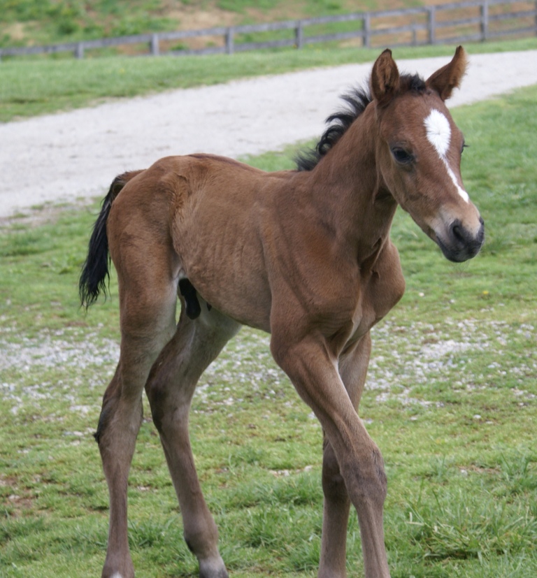 2011 Savvy Colt