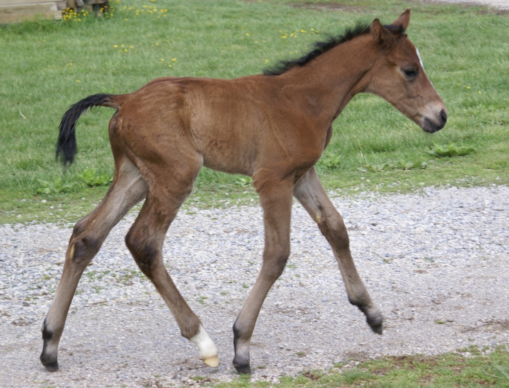 2011 Savvy Colt