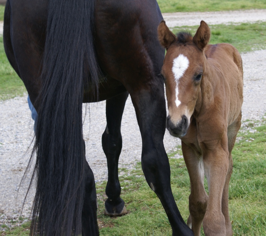 2011 Savvy Colt