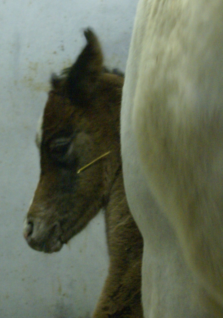 2011 Shaleia Filly