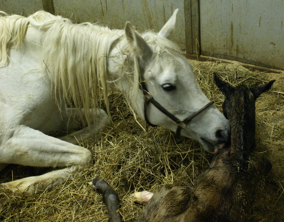 2011 Shaleia Filly