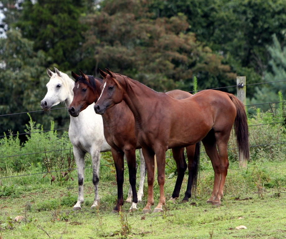 Mares