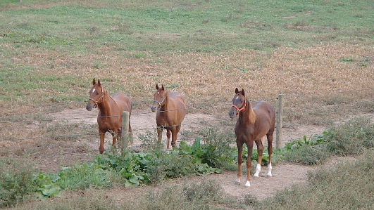 Three Jr. Babies