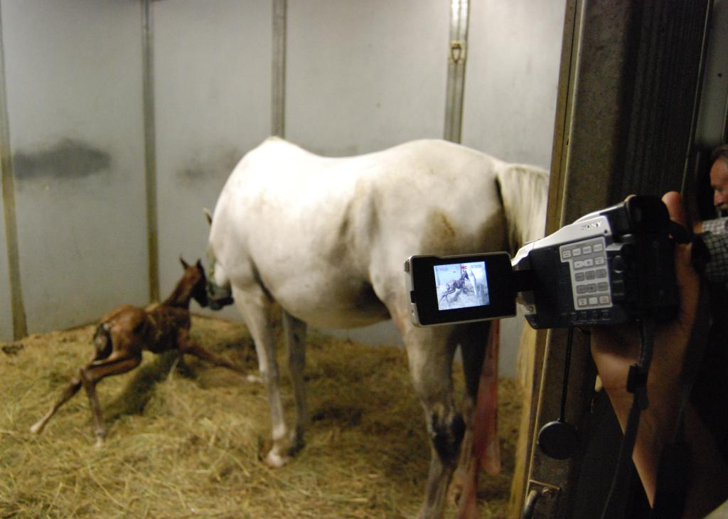 Video of birth