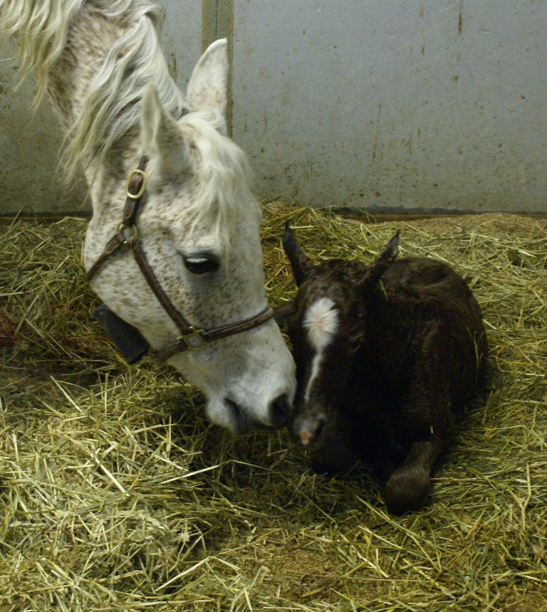 Majiida Filly
