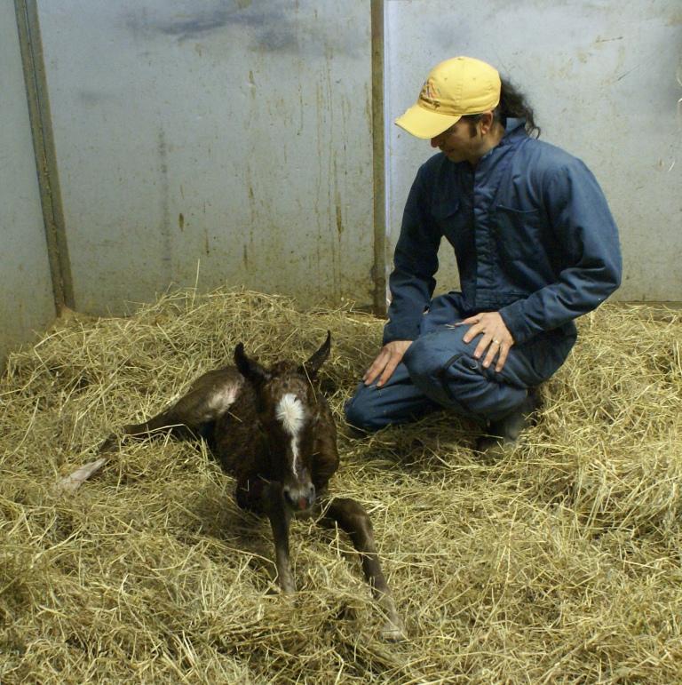 Mark with foal