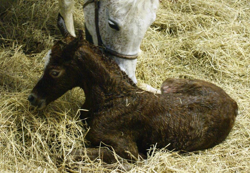 Majiida Filly