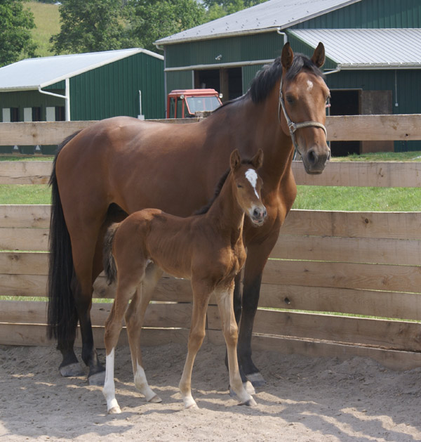 Tuya & foal