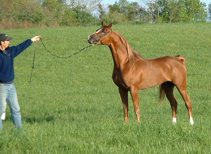 Mahrcal Poses
