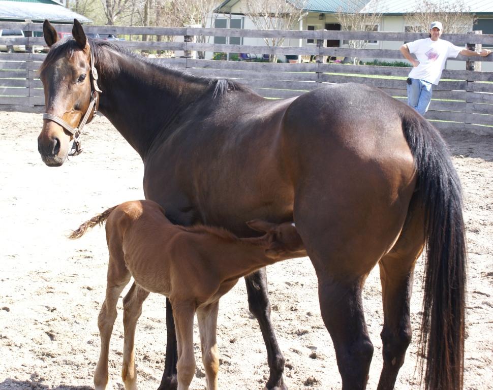 Ginger & Foal