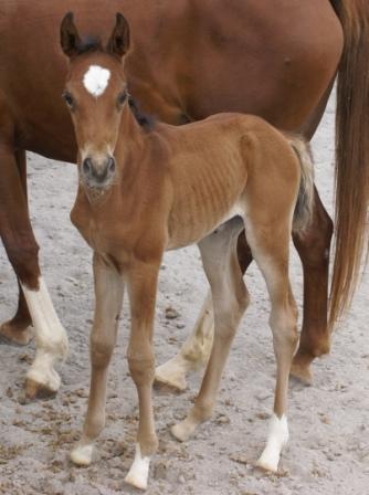 Dee's Colt