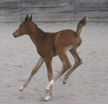 Dee's Colt
