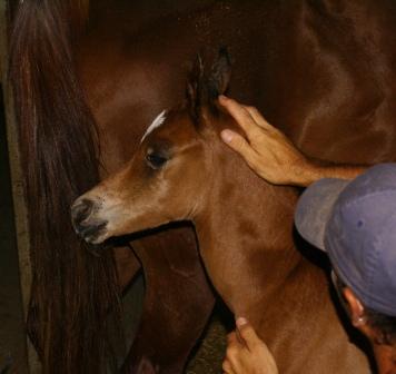 Dee's Colt