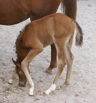 Dee's Colt