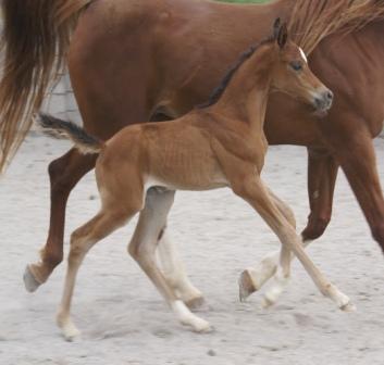 Dee's Colt